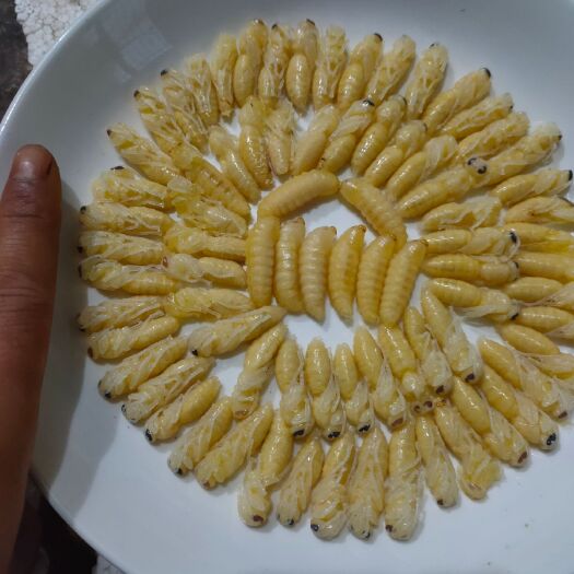 宜宾 熟冻树蜂蛹 土蜂蛹