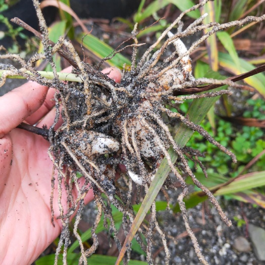 石棉县紫花白芨苗 大小白芨三叉白芨鲜货块茎批发不包运费价格