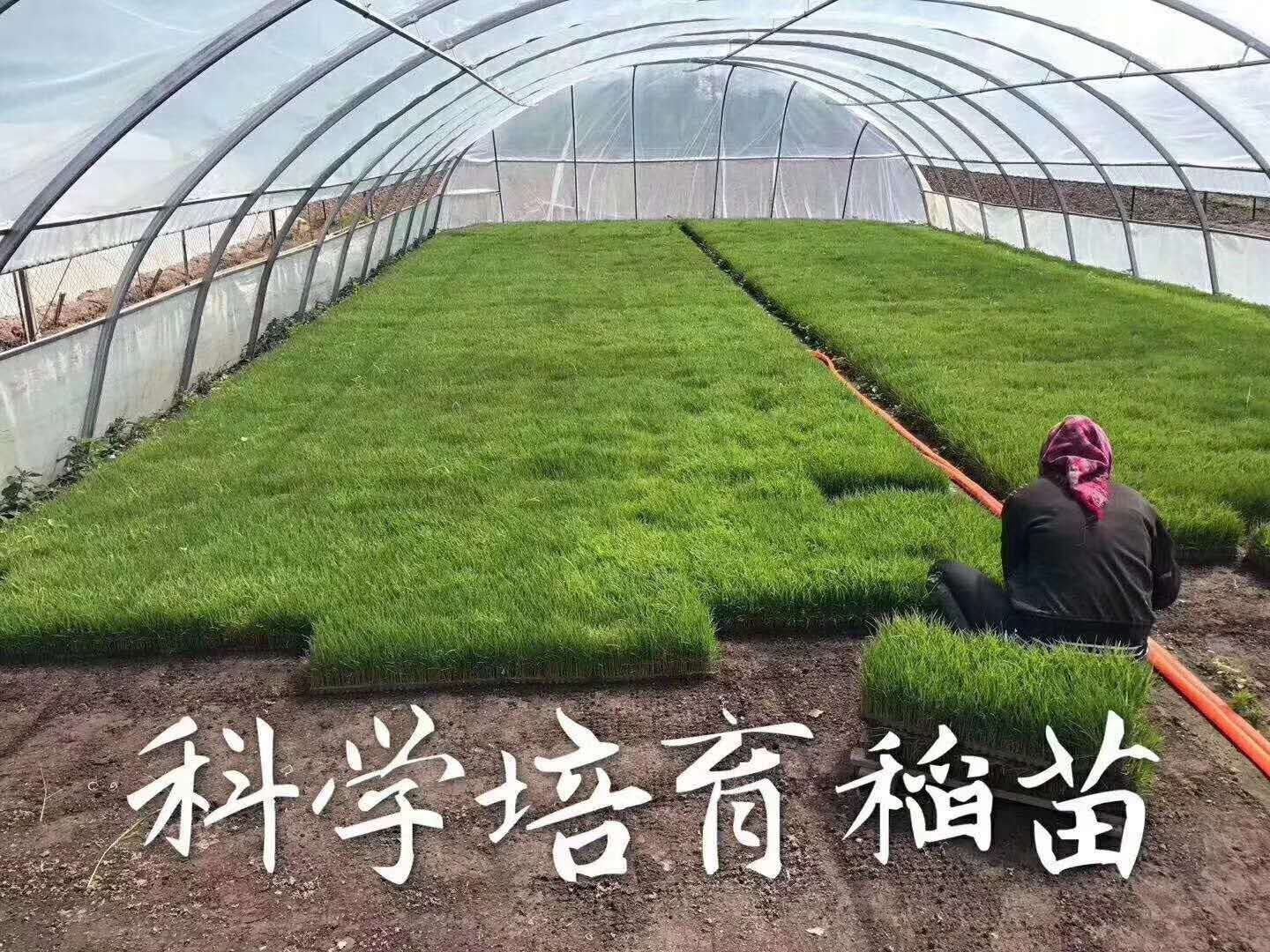 稻花香  21年新米，五常农民自产自销，现磨现卖。