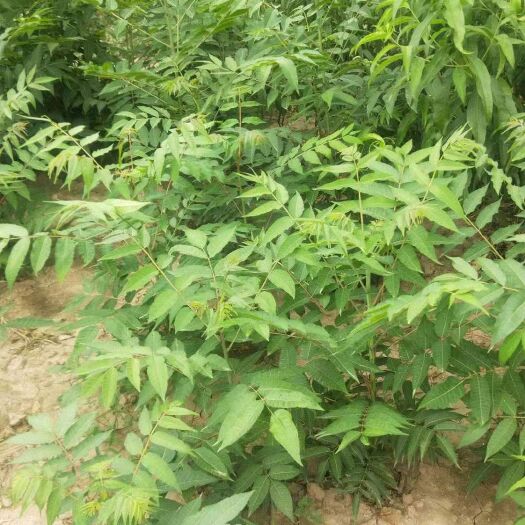 渭南红叶香椿苗 2公分以下