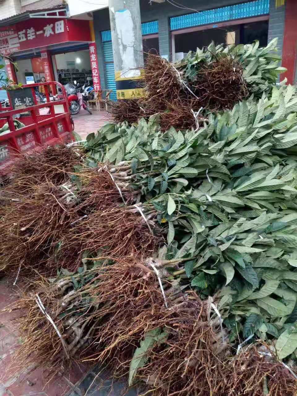 大五星枇杷苗  枇杷苗嫁接枇杷树苗盆栽地栽南方北方种植果树苗