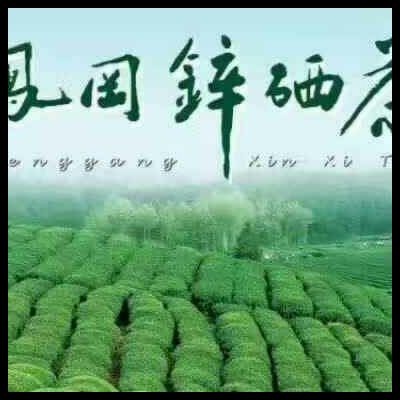 凤冈县高山绿茶 一级 散装