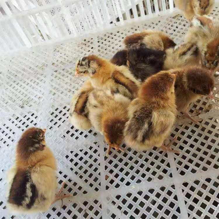 清远2号麻鸡苗 清远麻鸡草，成活高，包打预苗