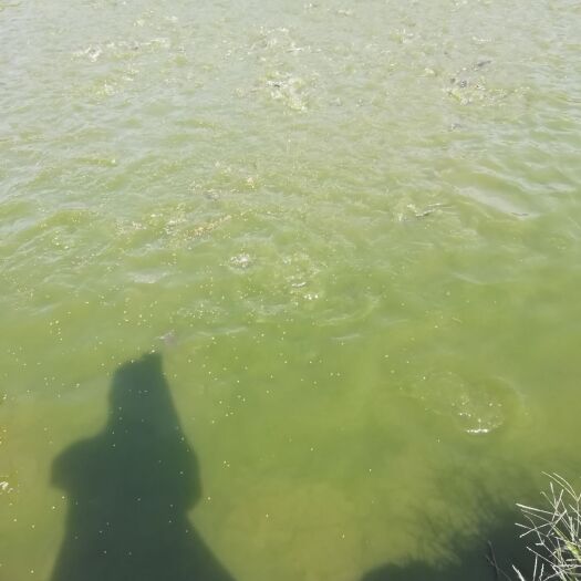 睢县 销售批发大口鲶鱼