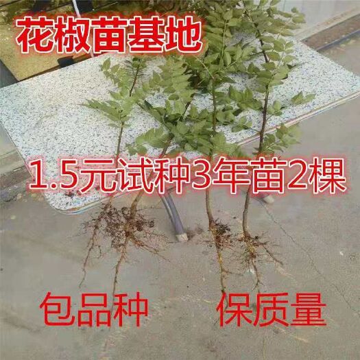 平邑县 花椒苗无刺花椒树苗大红袍花椒苗狮子头青花椒苗当年结果花椒种