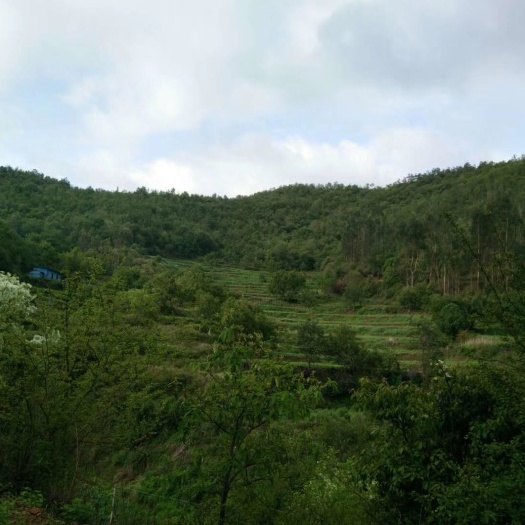 山地 出租台地，可以用于种植或是养殖业