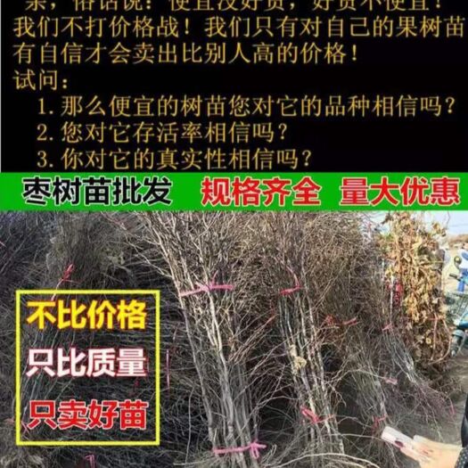 平邑县沾化冬枣苗 枣树嫁接苗当年结果地栽冬枣特大枣树活苗南方北方种植沾化冬枣