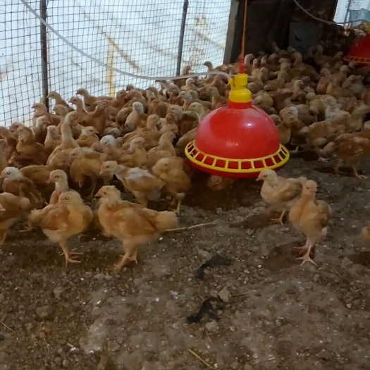 沭阳县三黄鸡苗 黄鸡 脱温鸡质量保证