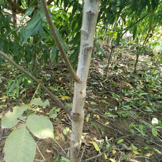 行唐县 核桃苗，占地苗 1---5公分