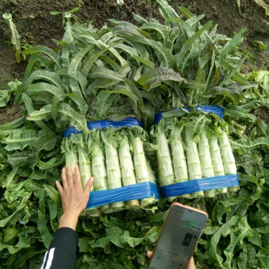 郯城县 红尖叶莴苣大量，大量