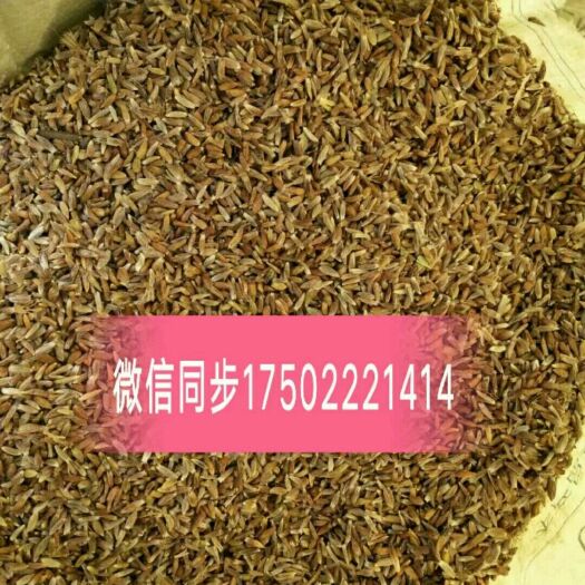喀喇沁旗 内蒙赤峰道地苍术种子 净籽无杂 出苗率95%