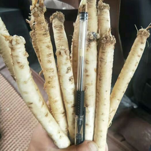 白条党参
