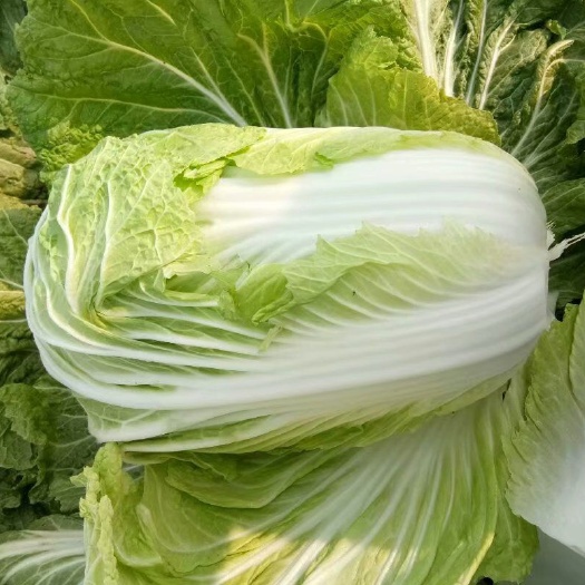 夏邑县青杂三号白菜  河南商丘，优质大白菜上市了，价格美丽，品种有，义和秋，韩国黄