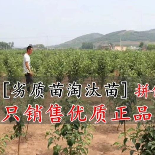 平邑县 新品种苹果树苗嫁接苹果苗高原黑钻苹果南方北方种植当年结果包