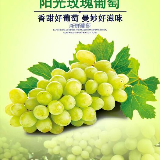 昌黎县阳光玫瑰葡萄苗  阳光玫瑰