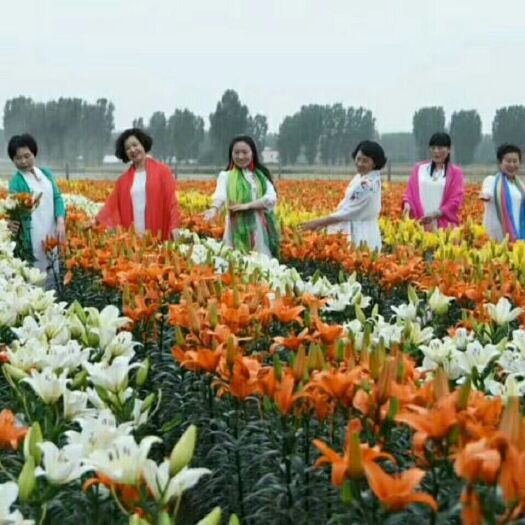 凌源市百合种子
