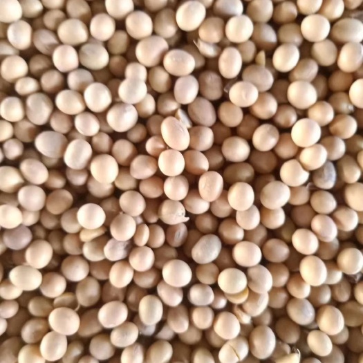 黑河 俄罗斯大豆。加豆。塔豆。豆瓣