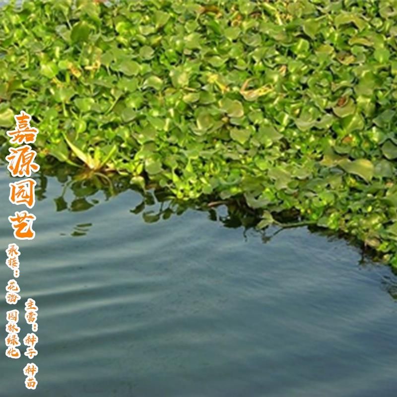 水芙蓉水葫芦水浮莲浮萍水草植物水生种子养龟养鱼养殖用品造景缸