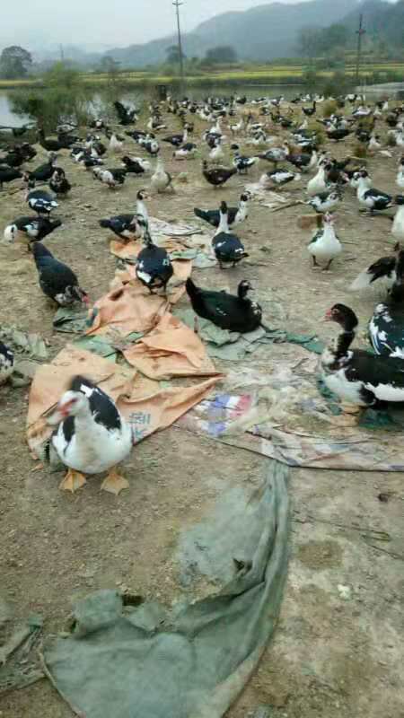 黑番鸭苗 长期有货黑番