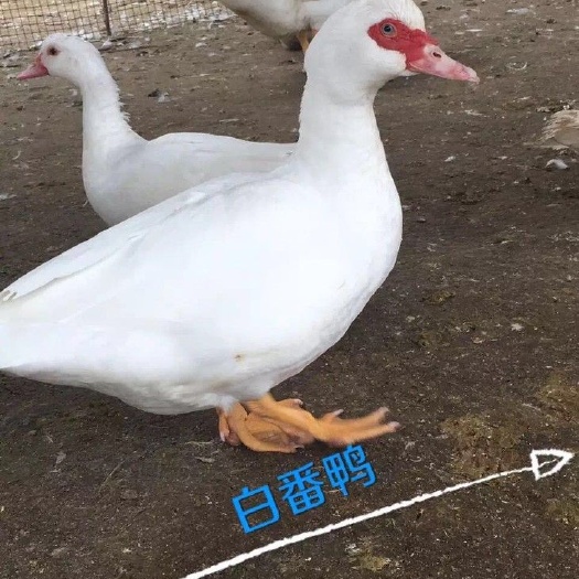 南宁大种白番鸭苗  优质翻鸭，白翻鸭苗，品种好。诚信经营包邮欢迎订购
