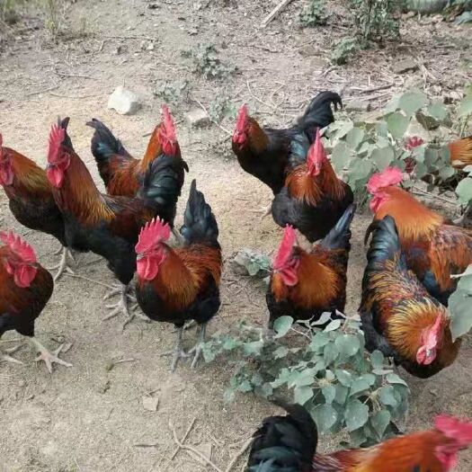 南宁 铁脚麻鸡苗，包打疫苗