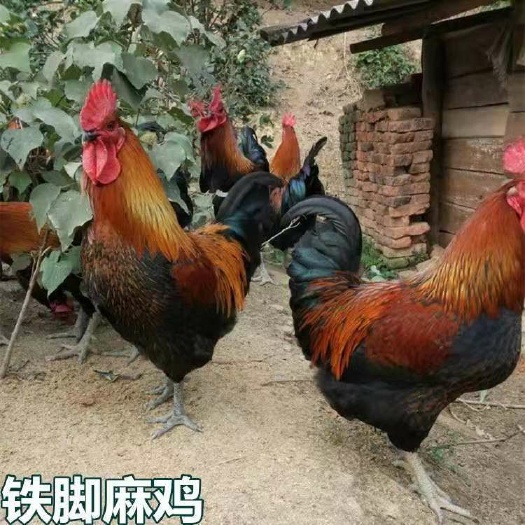 南宁 铁脚麻鸡苗，成活高，包打预苗