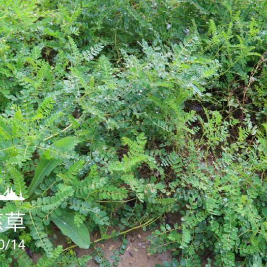 湟源县 黄芪 精品特大片 1.3——1.6cm青海产地10kg包邮