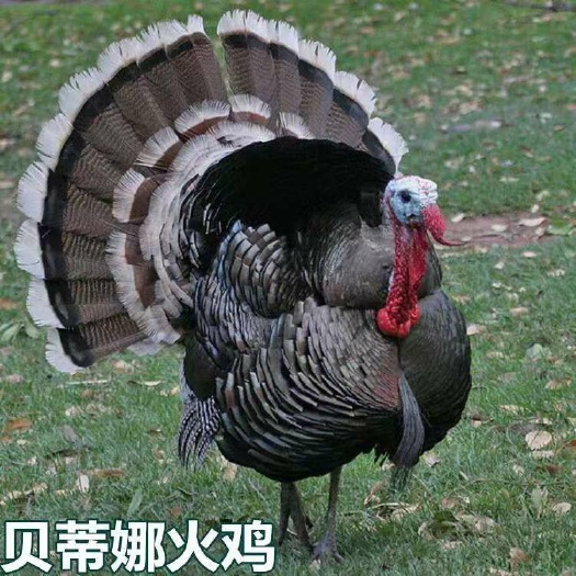 南宁 贝蒂娜火鸡苗，成活高，包打预苗
