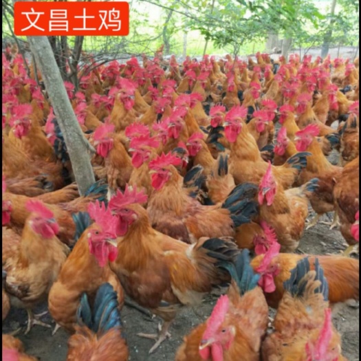 南宁 文昌鸡苗，包打疫苗，包活到家，诚信孵化场