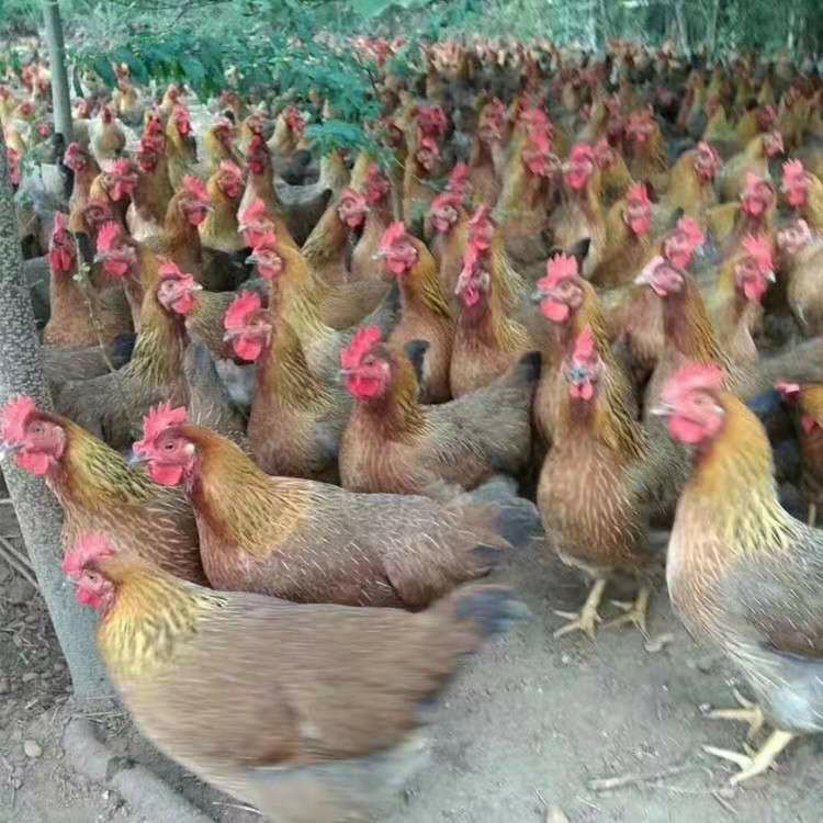 清远2号麻鸡苗 清远麻鸡草，成活高，包打预苗