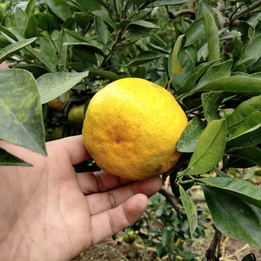 蜜桔 蜜橘基地大量供应
