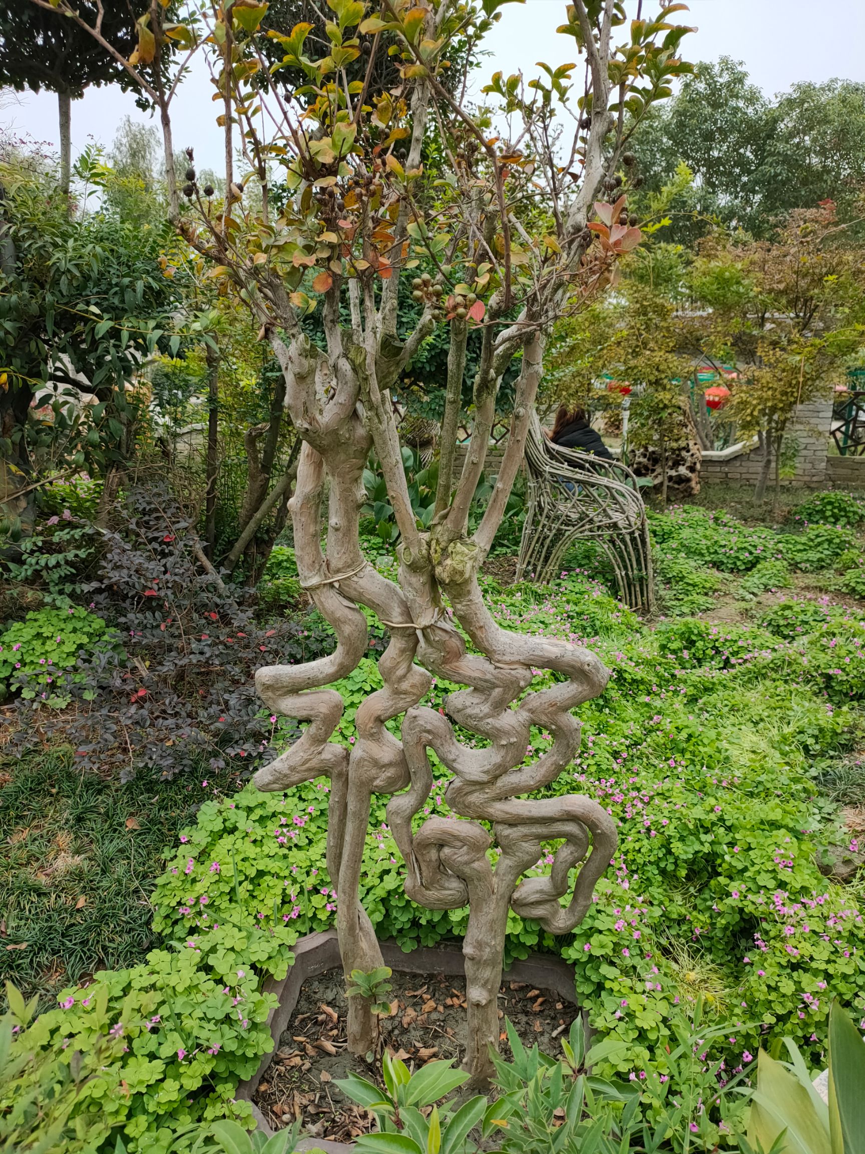 园林植物造型图片(园林植物造景设计图)