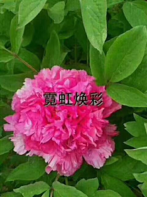 菏泽观赏牡丹 八大色系，上百个品种，总有你喜欢的