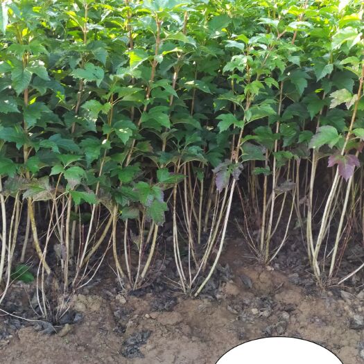 定州市出售， 天目琼花绿化苗木高度80-120高，4-5个分′冠