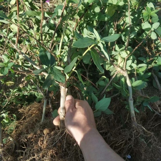 四季金银花苗  北花一号金银花两年苗包回收，包技术