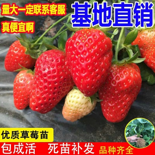 平邑县 四季草莓苗，甜度高，丰产，基地直销，南北方均可种植，保湿发