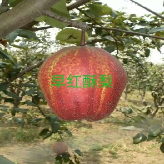 盖州市早酥红梨苗