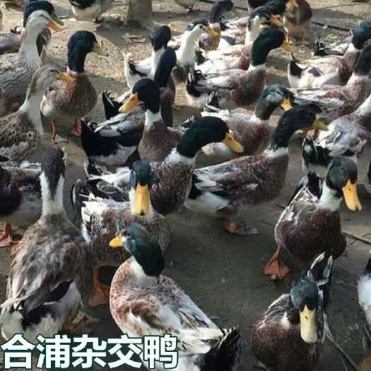 南宁杂交鸭苗 合浦杂交鸭