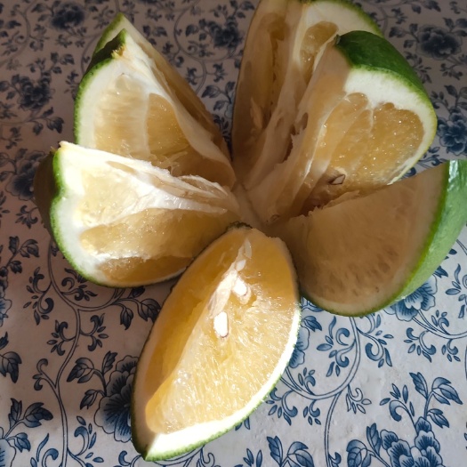青柚 青皮葡萄柚