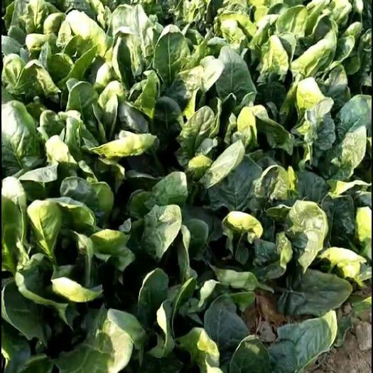 金乡县大叶菠菜 20~25cm