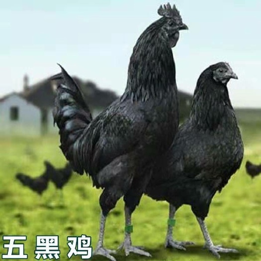 南宁 五黑鸡苗，成活高，包打预苗