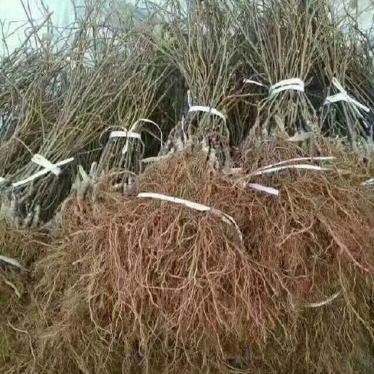 苍溪县红阳猕猴桃苗 嫁接苗