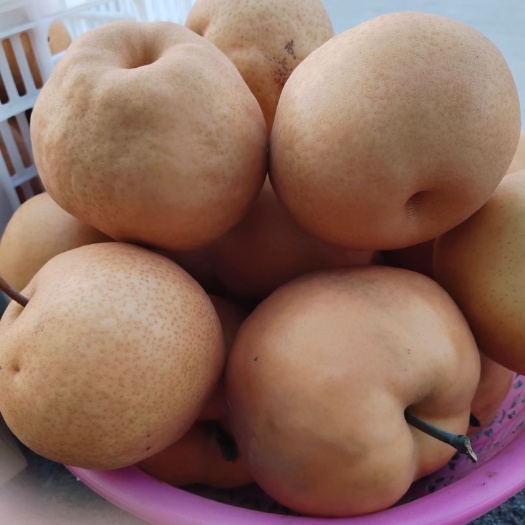 漯河晚秋黄梨 晚秋黄莉