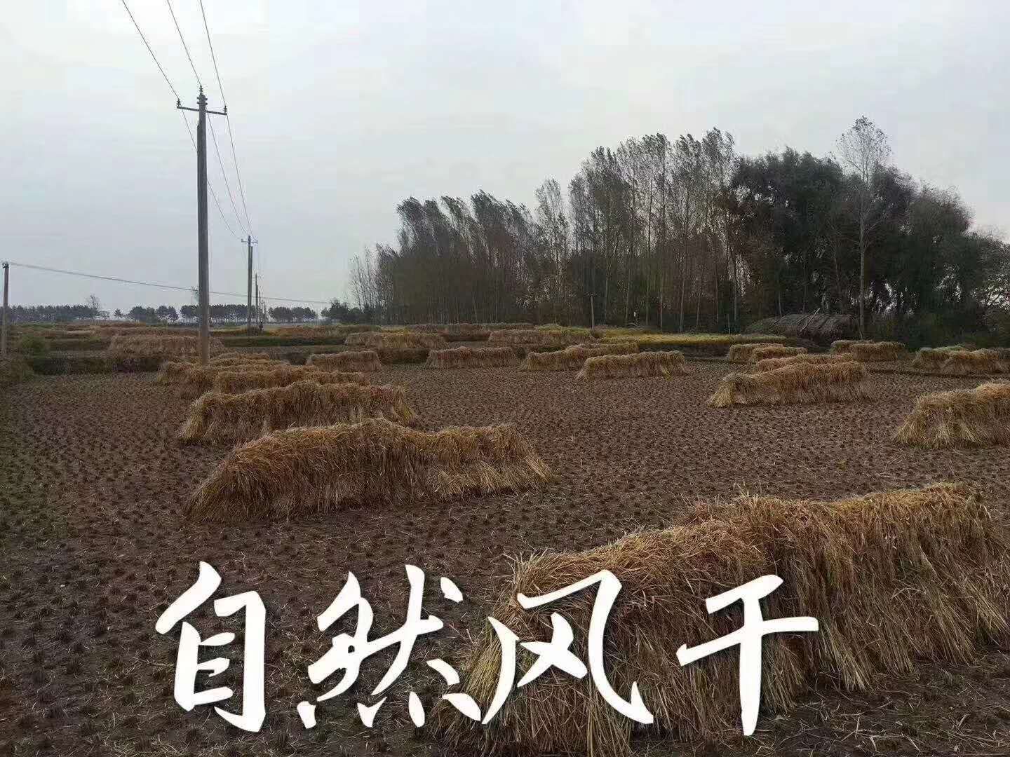 稻花香  21年新米，五常农民自产自销，现磨现卖。
