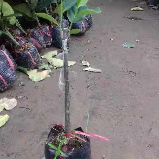 灵山县红肉菠萝蜜苗 泰国十二号菠萝苗