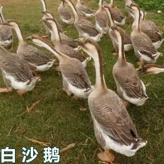 南宁 白沙鹅苗，成活高，包打预苗