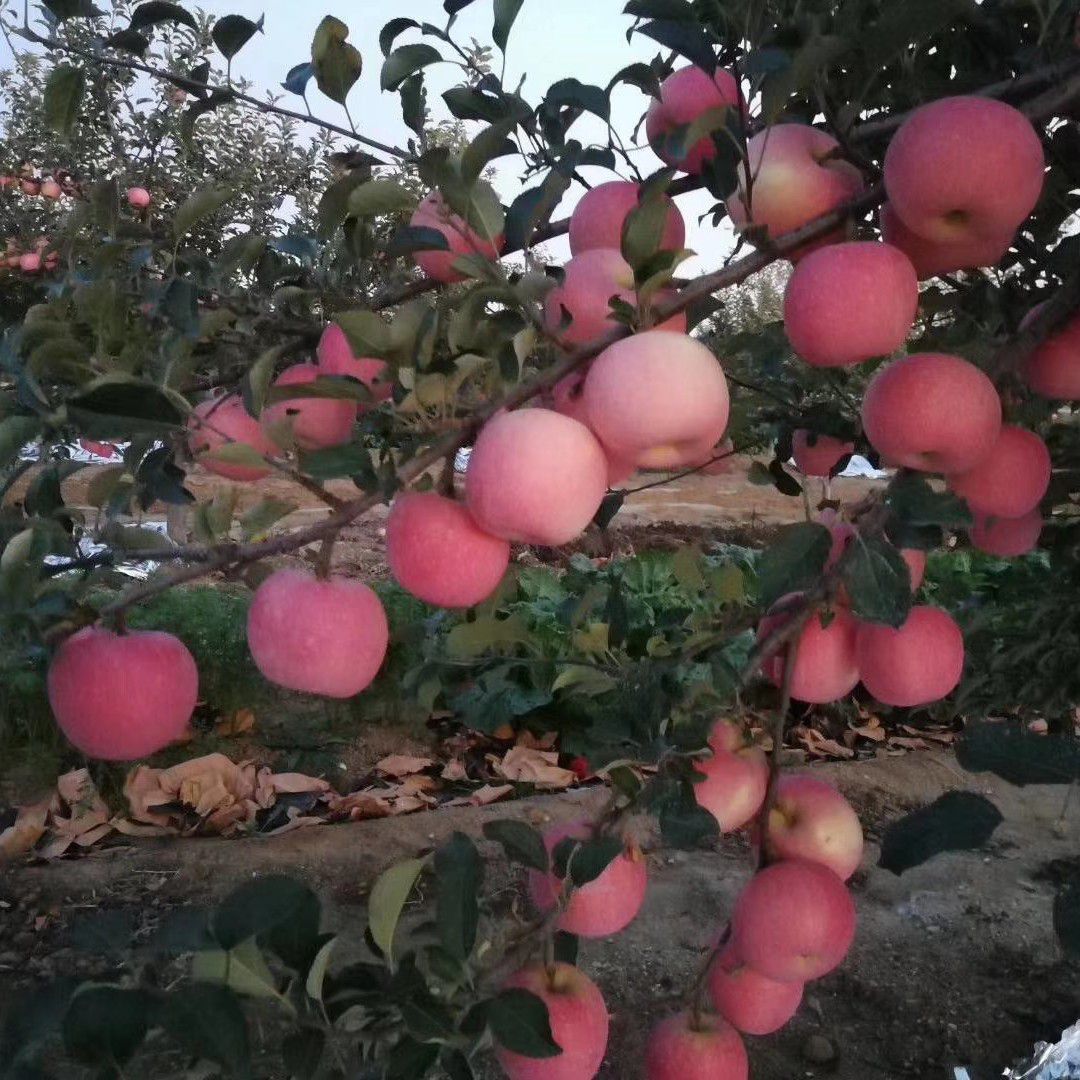  山东烟台红富士苹果