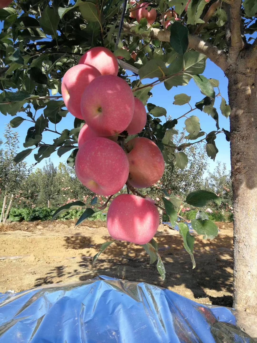  山东烟台红富士苹果