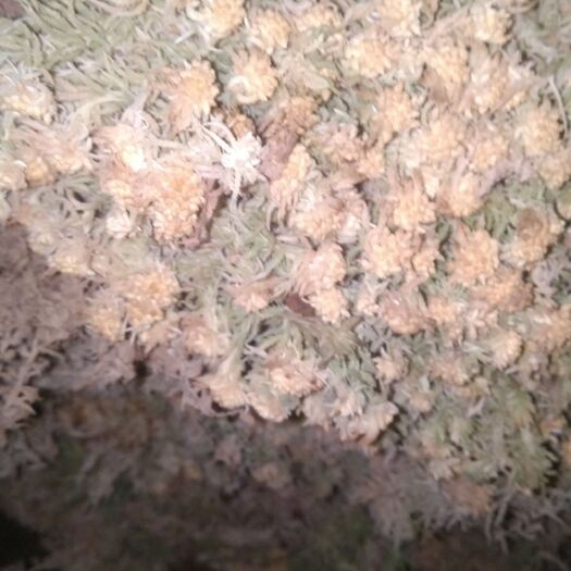 东安县水苔苔藓 水苔鲜