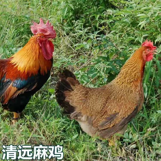 南宁清远2号麻鸡苗 清远麻鸡草，成活高，包打预苗